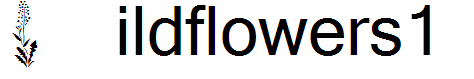 Wildflowers1