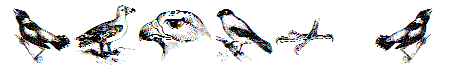 birds a