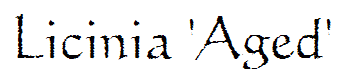 Licinia 'Aged'
